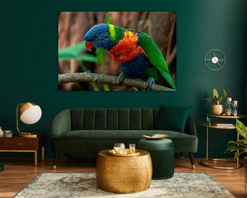 perroquet coloré sur Jeroen van Deel