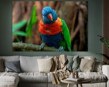 kleurrijke papegaai