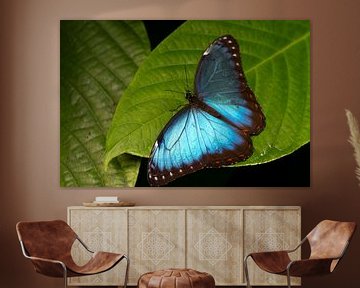 schöner metallisch blauer Schmetterling posiert auf einem großen Blatt von Jeroen van Deel