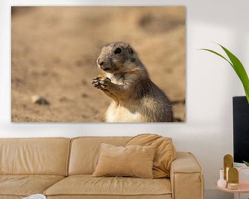 Prairie dog eats a piece of fruit