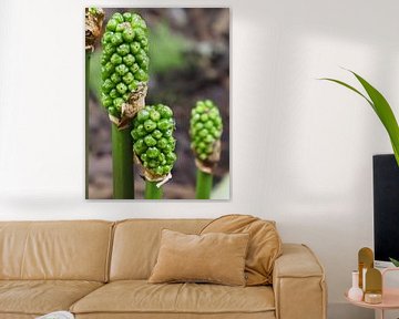 Arum from flower to berry