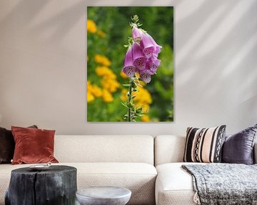 Foxglove