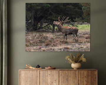 Een burlend Edelhert op de Veluwe van Davey Bogaard