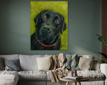 Labrador Retriever noir Saar sur conny-van-gaans