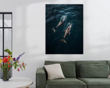 Luchtfoto van wilde dolfijnen van Visuals by Justin