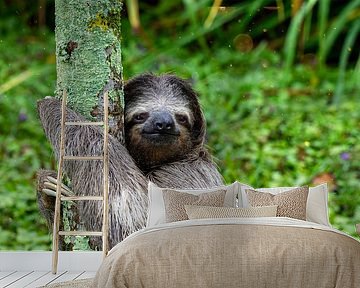 Lächelndes Faultier umarmt einen Baum