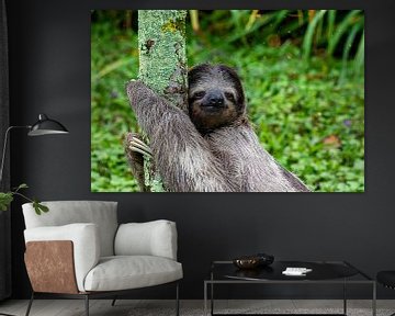 Smiling sloth hugs a tree by Tilo Grellmann