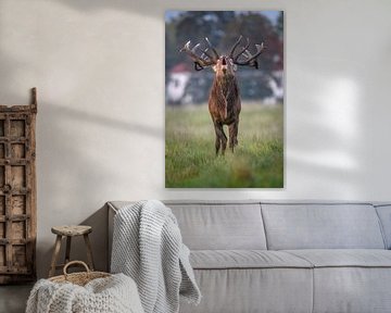 burling red deer