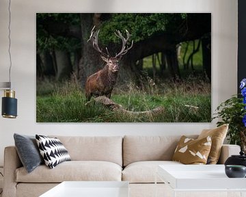 red deer