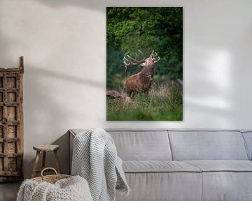 burlend edelhert van Andy van der Steen - Fotografie