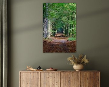 A beech avenue in a Veluwe forest