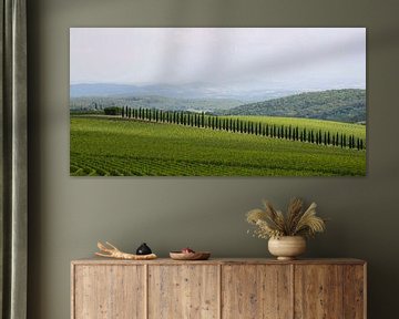 Cipresses between the vineyards by Barbara Brolsma