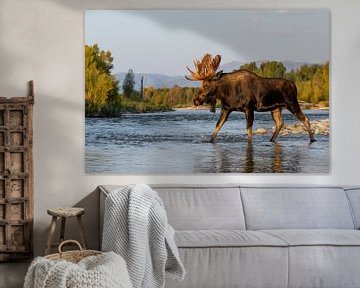 Indrukwekkende eland in een rivier van Grand Teton National Park van Dennis en Mariska