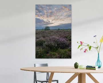 Uitzicht over een heideveld in bloei op een mooie zomeravond van Haarms