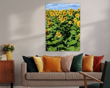 A field of sunflower flowers in summer by Claude Laprise