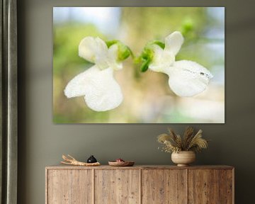 Witte bonen bloemen met ochtenddauw 1001 van Iris Holzer Richardson