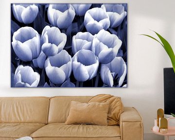 Tulpen in blauw-wit