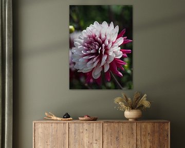 Bloem (Dalia)