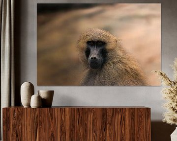 Monkey portrait
