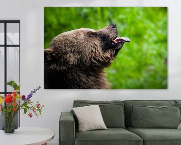Brown bear von Larsphotografie