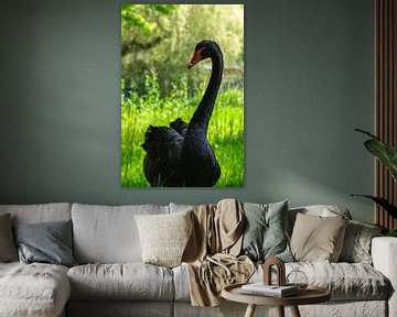 Zwarte zwaan van Larsphotografie