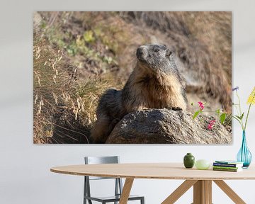 Alpenmarmot op een steen in Italië van Bjorn Donnars