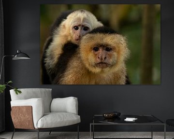 Un singe capucin à épaulettes blanches avec ses petits sur le dos sur Bjorn Donnars
