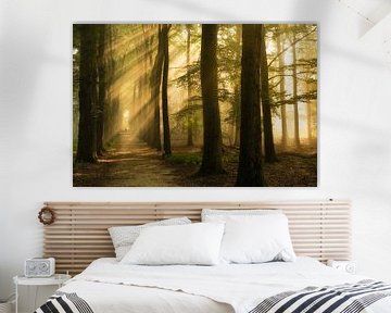 Mystischer Wald mit Sonnenharfen von Moetwil en van Dijk - Fotografie