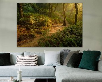 Forêt mystérieuse avec des fougères sur Moetwil en van Dijk - Fotografie