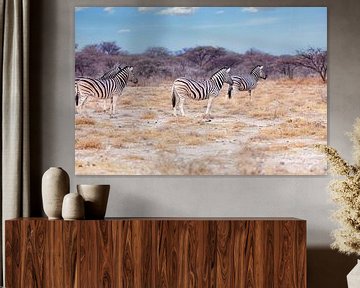 Vier zebra's