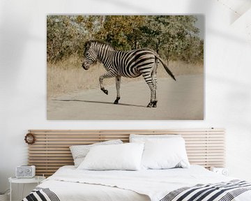 Zebra, Kruger Park von Cassey Lauvenberg