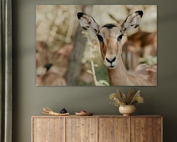 Springbok, South Africa