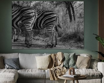 Zebra, Krugerpark van Cassey Lauvenberg