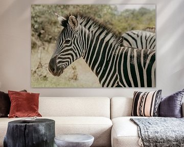 Zebra, Kruger Park