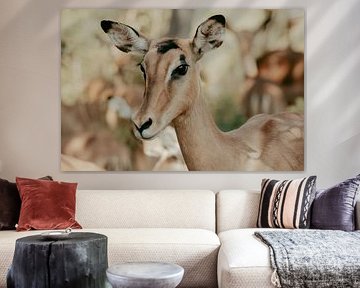 Springbok, Kruger Park