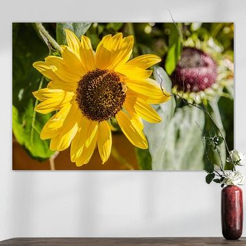 Zonnebloem in de Zomer