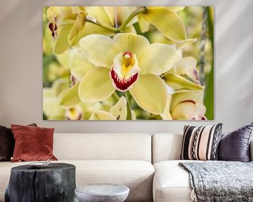 Orchidee van Guido van Veen