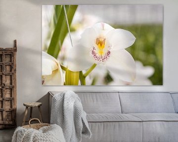 Orchidée sur Guido van Veen