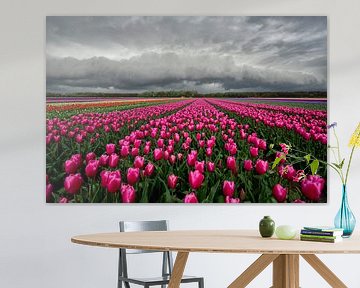 Plankwolk boven een Tulpenveld