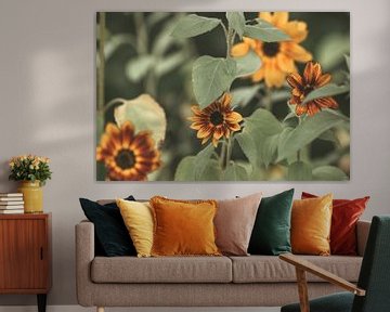 Sunflowers in the garden by Tessa Dommerholt
