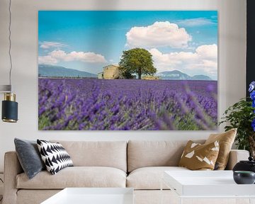 Lavendelfeld, ein Haus und ein Baum. Provence, Frankreich von Stefano Orazzini
