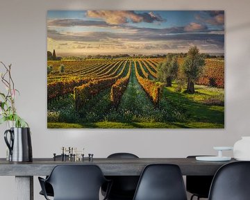 Bolgheri vineyards and olive trees at sunset. Tuscany by Stefano Orazzini