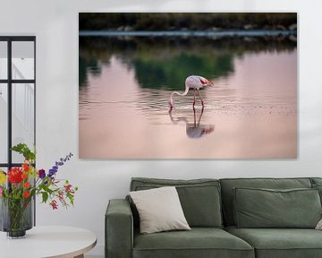 A flamingo in Mallorca by t.ART