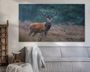 Young deer on the moors by Peter Ponsteen