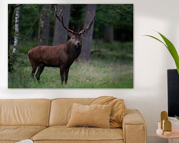 Capital red deer by Peter Ponsteen