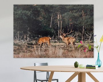 Brennendes Rotwild in der Hoge Veluwe von Hanno Pronk