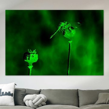 Heidelibelle auf Mohnknolle