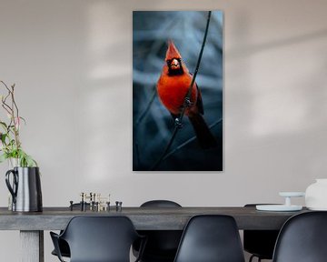 Mysterious Red Cardinal. van JMV nature photography