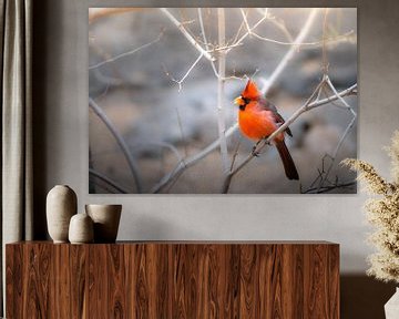 Dreamy Red Cardinal. van JMV nature photography