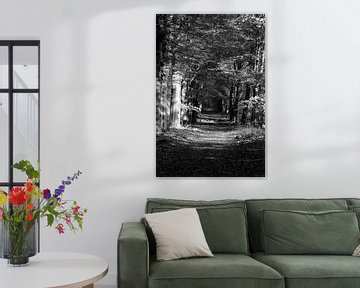 A beech avenue through a Velvet forest in black and white